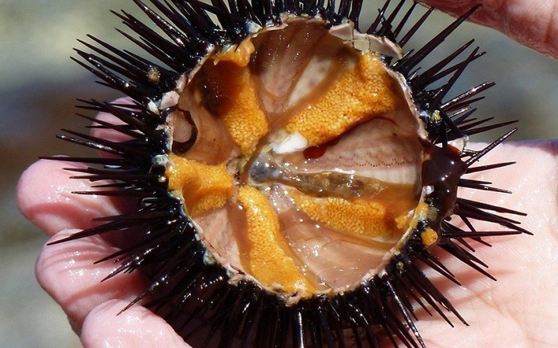 Nhum biển - ẩm thực Phú Quốc