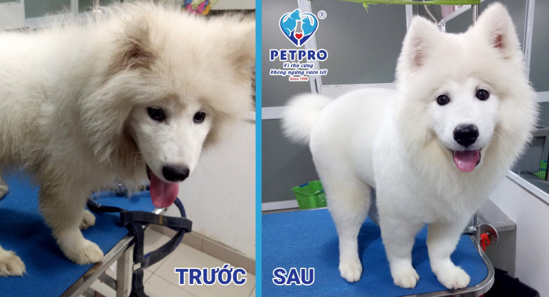 Dịch vụ spa cho thú cưng Sài Gòn - Bệnh Viện Thú-Y PetPro