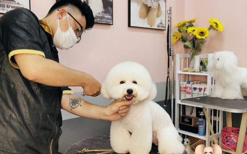 Dịch vụ spa cho thú cưng Sài Gòn - DORIS Grooming 